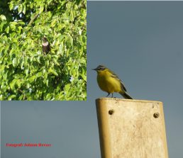 Feldflur bei Limburg/Blumenrod