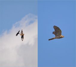 Greifvogel