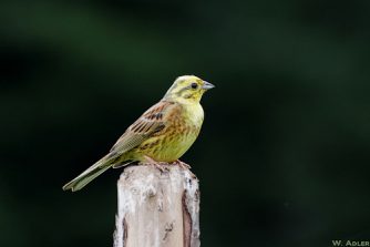 IMG_0550_DxO-FF-500