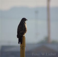 Mausebussard