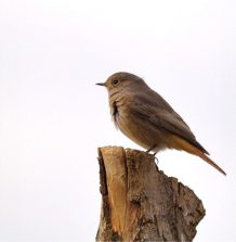 Gartenrot