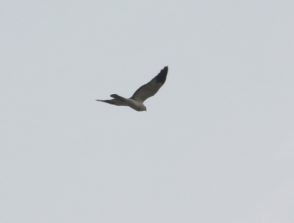 IMG_5433c