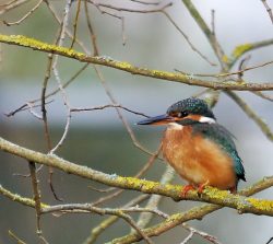 Eisvogel