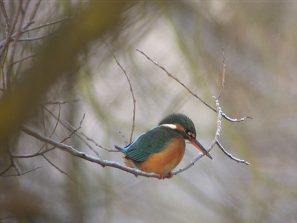 Eisvogel