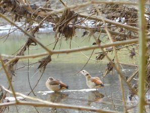 120212 Lahnanlagen Diez Nilgaense (1)
