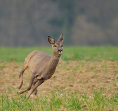 Reh