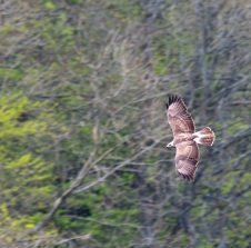 Bussard