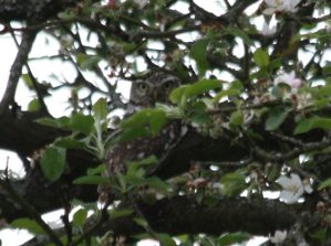 IMG_7933c