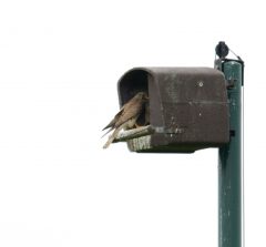 Turmfalke