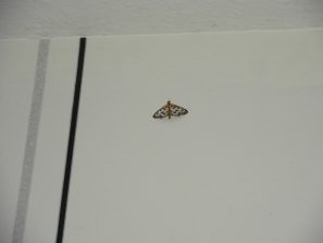 120701 Nachtschmetterling 1