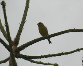 120712 Gruenfink