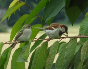 120715 Sperlinge