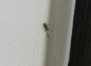 120718 Zebraspringspinne