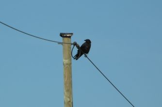 120723 Weg HH Rabenkraehe