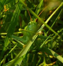 120724 Gruenes Heupferd