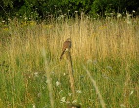 120724 Turmfalke Weg HH