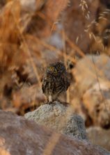 IMG_9709c