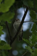 IMG_9889c