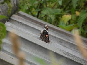 120805 Schmetterling HH Weg Baerbach alter Garten