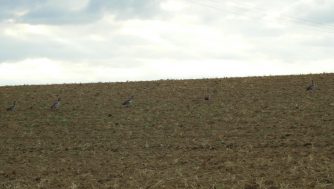 120807 Nilgaense Schoenborn