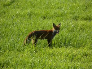 120827 Rotfuchs Gem
