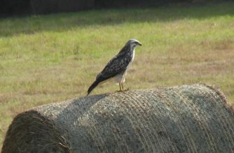 120917 Wespen- Bussard