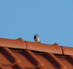 120929 Bachstelze