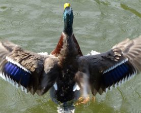 Stockente