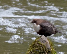 Eisvogel