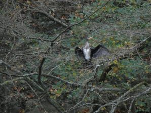 121029 Kormoran Lahn Cramberg