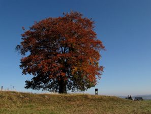 IMG_0001a