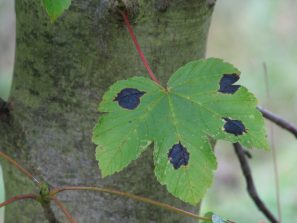 IMG_0068