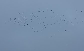 IMG_0477c