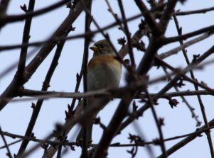 IMG_0511c