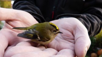 wintergoldhaehnchen