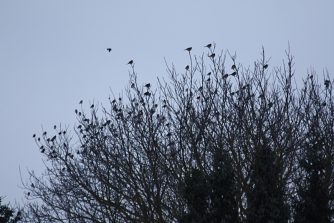 IMG_1049c
