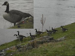 130203 Kanadagaense, Osterspai