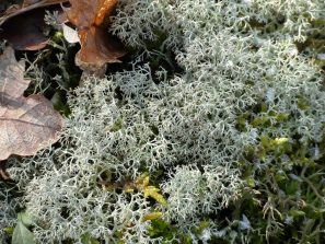 130210 Steinsberg Hohe Ley Flechte