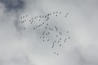 IMG_1066c