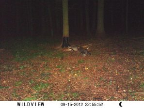 120915 JM, Dachs und Waschbaeren