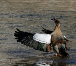 Nilgans