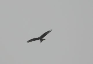 130329 Schwarzmilan Schoenborn
