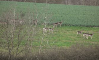 130421 Damwild Koerdorf K 42 Wolfsbach