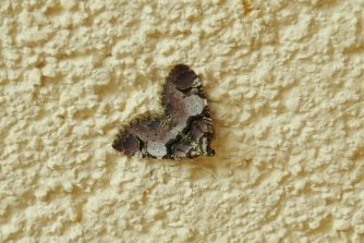 130425 Nachtschmetterling HW 12