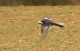 IMG_1381c