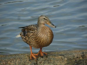 130501 LM, Lahn, Ente (1)