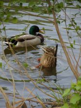 130501 LM, Lahn, Ente