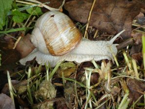 130512 Weinbergschnecken Bildstock HH