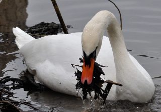 Vögel an Lahn und Aar