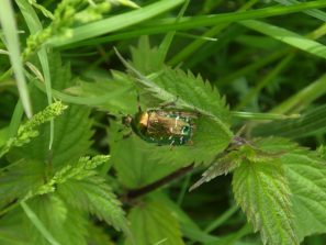 130602 Goldglaenzender Rosenkaefer Baerbach
